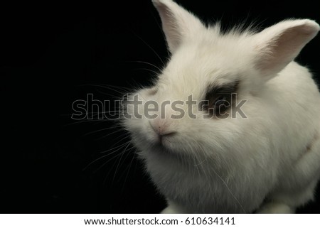 isolated white Netherland Dwarf rabbit picture with black background