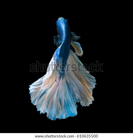 Capture the moving moment of blue siamese fighting fish isolated on black background.