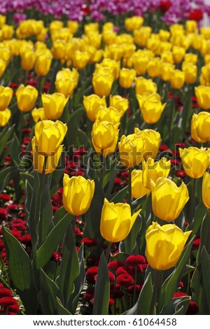 Tulipa  sort Yellow Flight, Triumph tulip in spring, Netherlands, Europe
