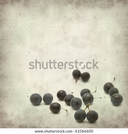 textured old paper background with Prunus spinosa (blackthorn; sloe) dark blue scattered berries