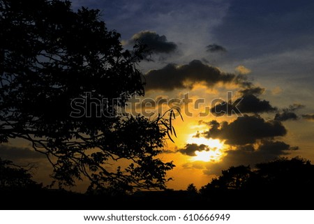 tree and branch silhouette  at sunset in sky beautiful landscape image  on nature : with copy space for add text.
