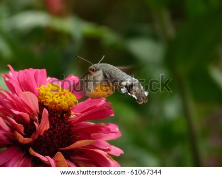 The Hummingbird Hawk-moth (Macroglossum stellatarum) is a species of Sphingidae. Picture taken near Tundzha river, by Yambol City, Bulgaria