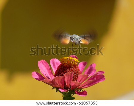 The Hummingbird Hawk-moth (Macroglossum stellatarum) is a species of Sphingidae. Picture taken near Tundzha river, by Yambol City, Bulgaria