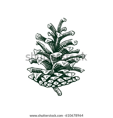 Hand drawn pine cone illustration in engraving style for greeting cards, backgrounds, holiday decor. Black vintage vector element isolated on white background