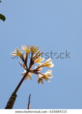 closeup shallow DoF of yellow white flowers of Frangipani, Plumeria, Templetree exotic aroma smell BALI style spa flowers on a sunny day natural isolated on white clear shiny summer sky background