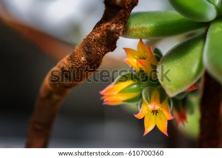 macro detail of little orange desert cactus flowers (echeveria pulvinata)