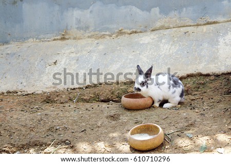Bunny Rabbit in the farm