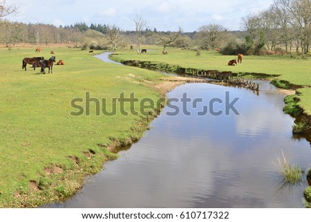 Wild Horses grazing and resting in the New Forest in England
