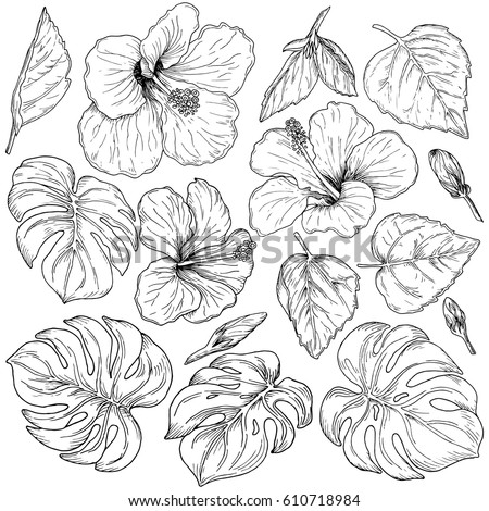 Tropical flowers and palm leaves, hand drawn monochrome botanical set isolated on white background. Vintage vector illustration.
