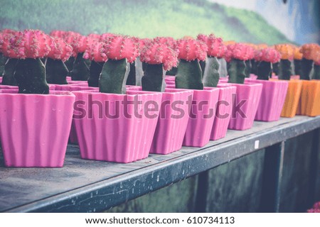 pots of small colored cactus