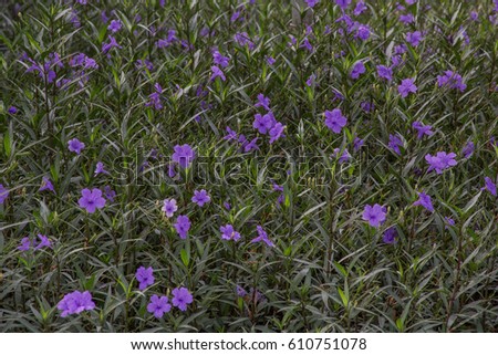 Violet Flower in Garden , Nature Background
