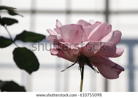 Pink blooming rose in the garden in spring,closeup