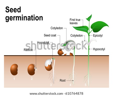 Seed germination. Royalty-Free Stock Photo #610764878