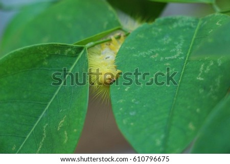 Yellow caterpillar on leaf