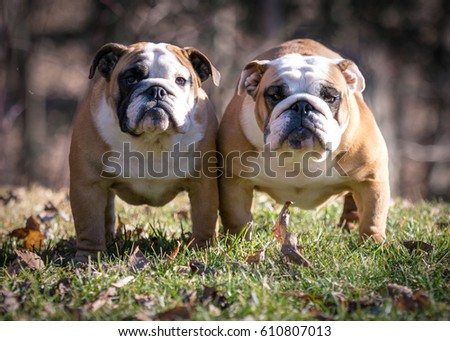 two female bulldogs outside in the grass looking at viewer Royalty-Free Stock Photo #610807013