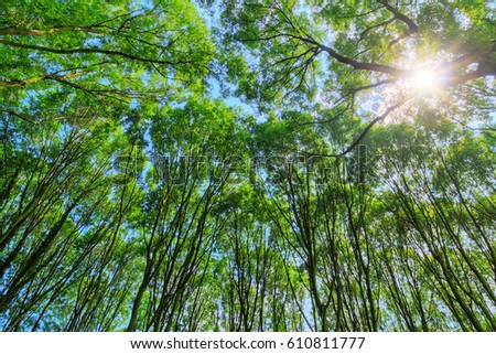 Beautiful view in the green forest looking up at the top of the trees and sun in the Netherlands in summer