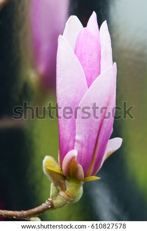 Magnolia, George Henry Kern hybrid.
Closeup image of a single flower with a soft focus mirrored image in the background.