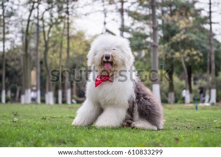 The Old English Sheepdog outdoors on the grass Royalty-Free Stock Photo #610833299