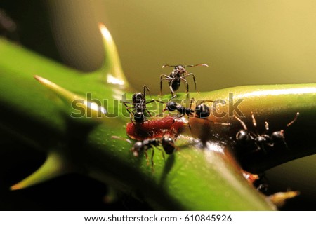 black ants on tree selective focus