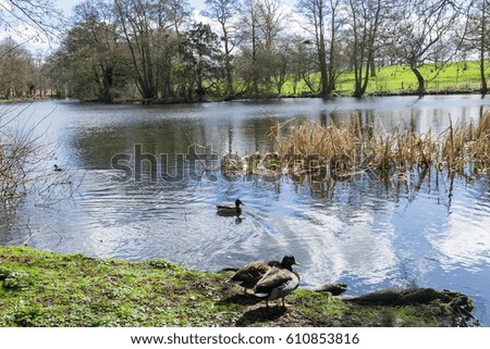 Wildlife along side a lake in the countryside
