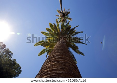 palm tree view from below