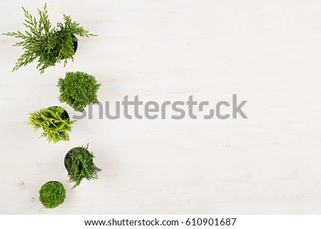 Minimalistic decorative border of green conifer plants in pots top view on white wooden board background. Blank copy space.  