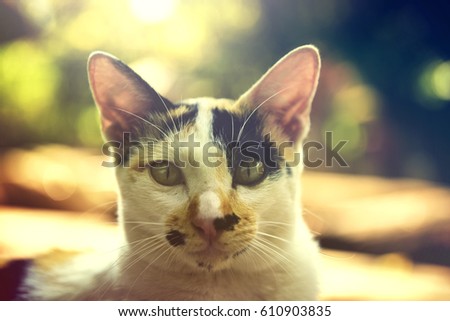 Lonely young Cute Cat in the garden background vintage color effect, in soft focus