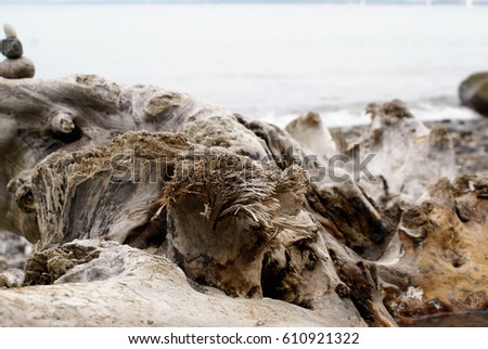 Closeup off a huge knobby driftwood on sandy beach, shredded tearoff edge in the center in focus; background: sea (blurry); found at the coast of Travemünde, City of Lübeck, Germany, 10/2013 Royalty-Free Stock Photo #610921322