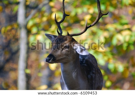 Picture of a nice male Fallow deer in a fall forest