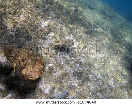 Three-bar porcupinefish (Dicotylichthys punctulatus) swimming over coral reef.