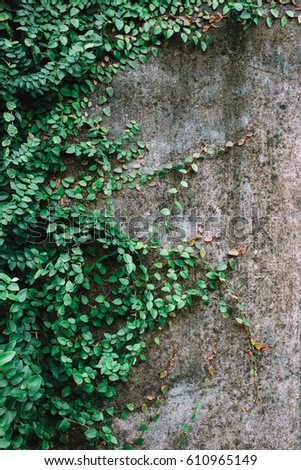 Green plant pattern against old grey concrete wall with texture, Indonesia, Bali