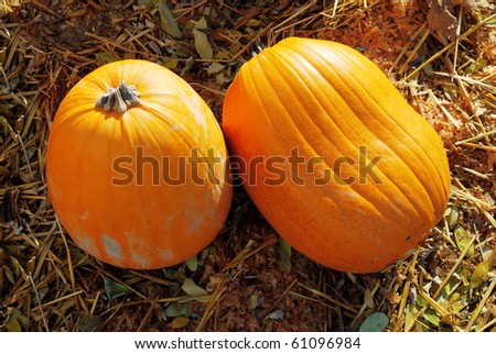 Harvest in a field of pumpkin Shoot for two fresh