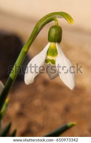 Close-up of snowdrop against blurred natural background