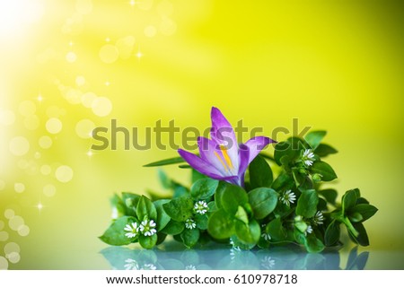 Bunch of flowers with crocuses on an abstract background