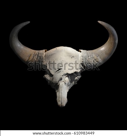 head skull of bull on black background , picture in low key style