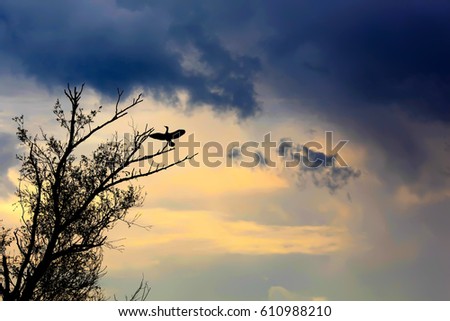 Cormorant on a tree branch in spring. Astrakhan region. Russia