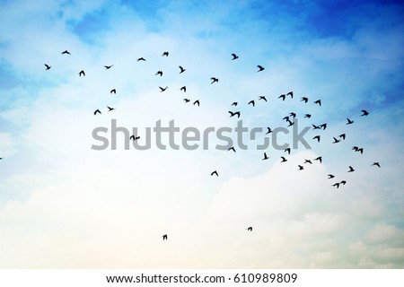 Flying birds in cloudy Sky