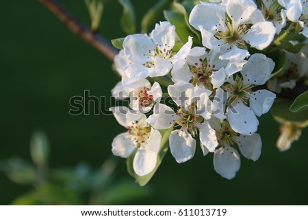 Apple Blossom. Apple flower branch 
