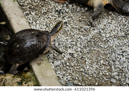 Turtle on ground