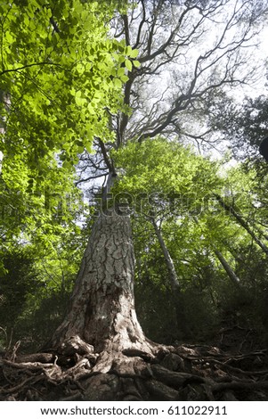 Giant Pine tree. Teruel Province