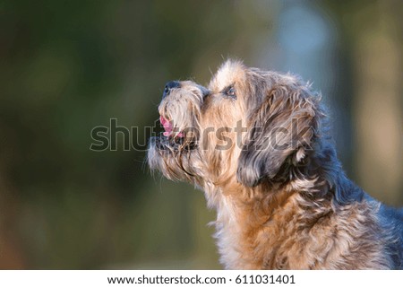 portrait picture of a cute older small dog outdoors