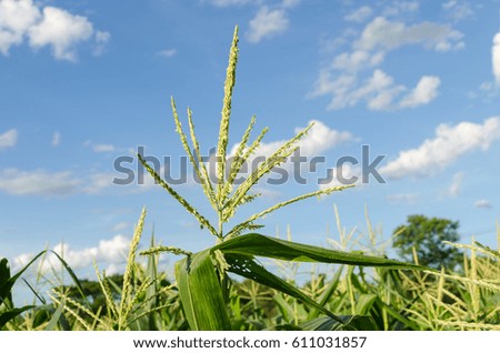Corn field against cloudy sky.