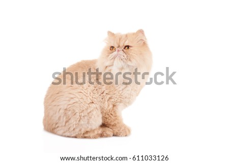Cream color persian cat sitting and looking to the side on the white isolated background