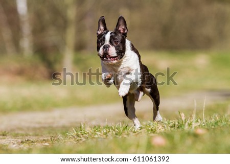 Boston terrier running on green grass