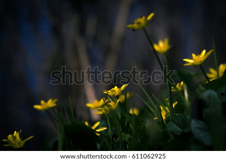 Moonlight yellow flowers
