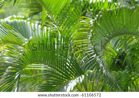 A picture of Betel palm leaves.