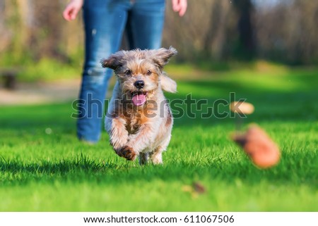 picture of a cute older dog running on the meadow