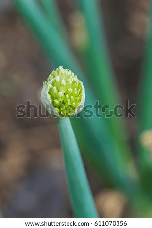 Spring onion blossom / Close up