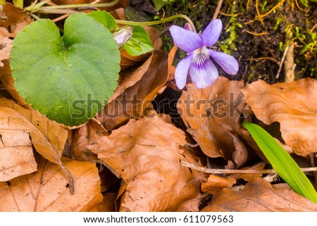 Violet pansy flower poking through beech leaves in Spring