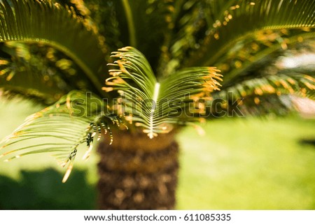 Picture of palm leaf in park, green, grass. Summer